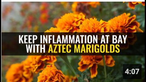 Keep inflammation at bay with Aztec marigolds