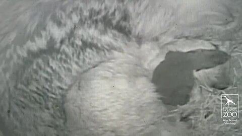 Cheyenne Mountain Zoo announces birth of endangered Mexican wolf