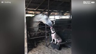La bella e improbabile amicizia tra un pitbull e un cavallo