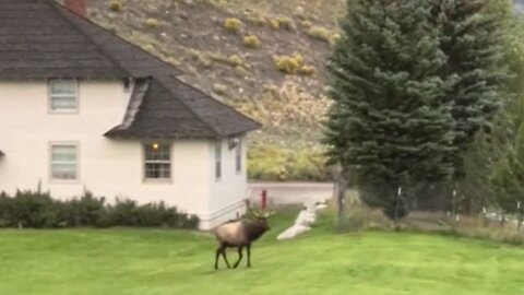 Majestic elk makes eerie bugling sounds during mating season