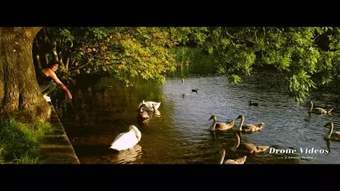 Serene Reflections: Captivating Swans on the Beautiful Lake#drone #arial view