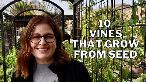 10 Beautiful VINES to grow from SEED