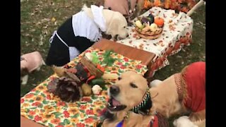 Cães reúnem-se para refeição do Dia de Ação de Graças
