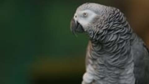 Happy hatch day to Einstein! Zoo Knoxville’s beloved African grey parrot turns 30 today