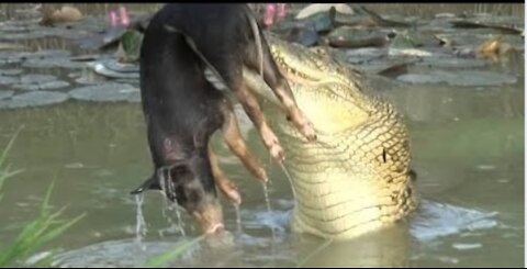 Warthog survive from crocodile attck