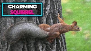 Charming squirrel in the park