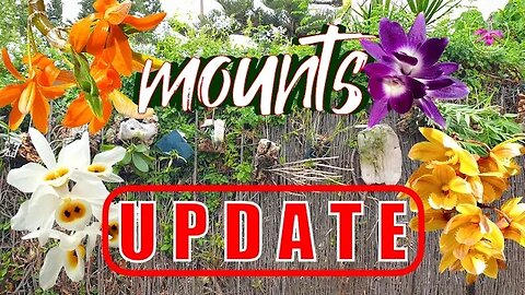 Mounted Orchids UPDATE | Organic Inorganic Hybrid Mounts End Summer 2023 #ninjaorchids