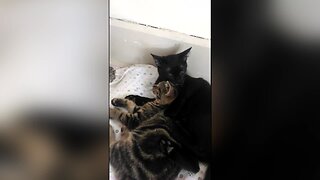 Cat Siblings Love to Snuggle