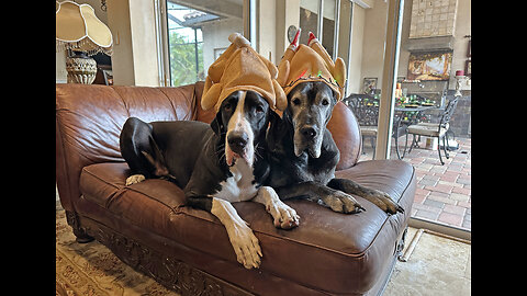 Funny Great Danes Celebrate Canadian Thanksgiving with Turkey Hats & Bouncing