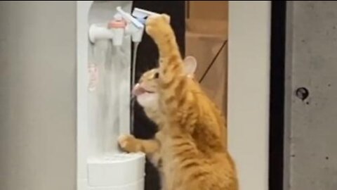cat drinking water at the water cooler 1