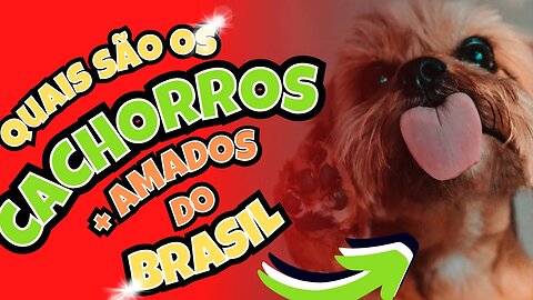 QUAIS SÃO OS CACHORROS MAIS AMADOS DO BRASIL