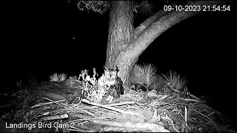 Great Horned Owls Visit Nest-Cam Two 🦉 09/10/23 21:49