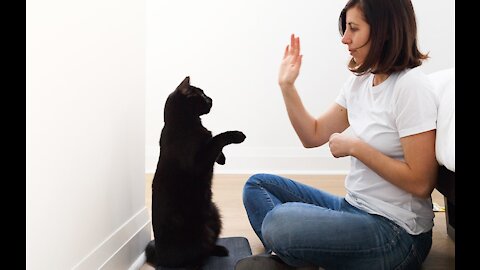 30 Tricks To Teach Your Cat / Must try do it!