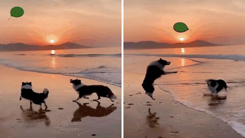 Ball game by the sea for these two dogs.