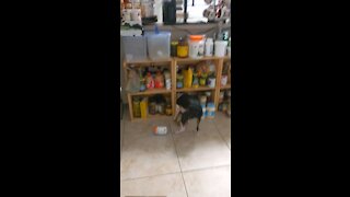 Boston Terrier gets caught digging cans out of the pantry