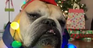 Cão parece aborrecido com o seu visual natalício