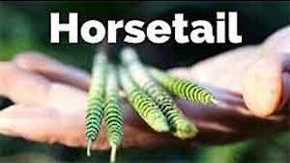 PFTTOT Part 122 Horsetails