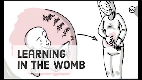 What Babies Learn in the Womb | Prenatal Development