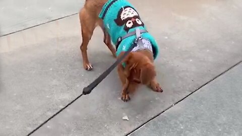 Curious puppy discovers a butterfly, adorably chases it