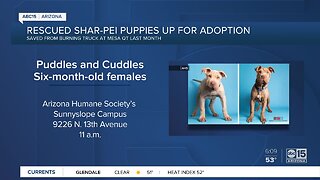 Shar-Pei puppies rescued from vehicle fire up for adoption