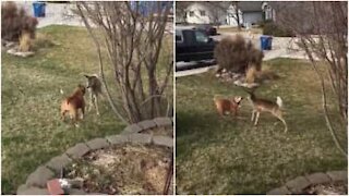 Cagnolina instancabile e cucciolo di cervo si divertono insieme