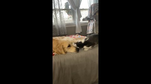 Sweet Golden Retriever and his Cat Sister