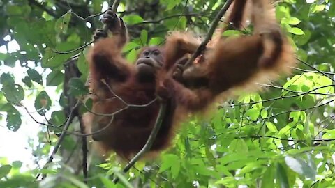 Orangutan Video