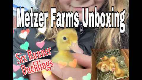 Metzer Farms Ducklings