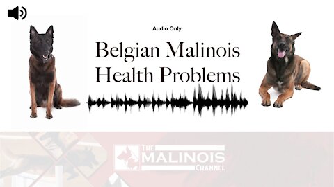 Belgian Malinois Health Problems The Malinois Channel