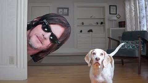 Dogs vs Norman Reedus Prank: Funny Dogs Maymo & Potpie