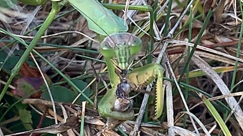 Praying mantis feeding time.