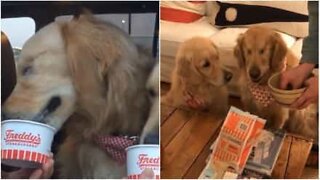 Blind Golden Retriever loves his best friend