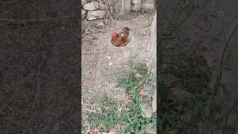 Rooster having a dust bath