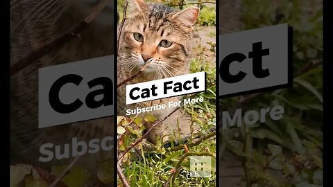 Cat Facts - You Don't Know😺#cats #catfancy #catlover #cat #catvideos #catsoftiktok #catsofinstagram