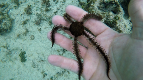 These Sci-Fi Creatures Live Under Rocks At The Beach