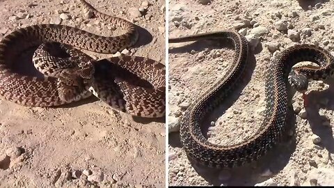 Encountering 11 Fascinating Snakes on a Dusty Kansas Road