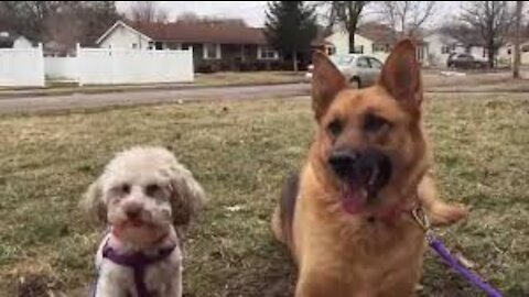 German Shepherd and Poodle need training