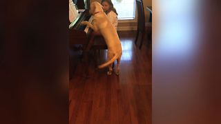 Piano Playing Pup Shows Off His Talent