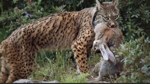 Linx cat is a predator that is unique in hunting prey