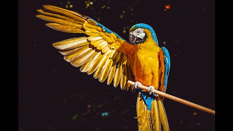 A bird that cleans its body