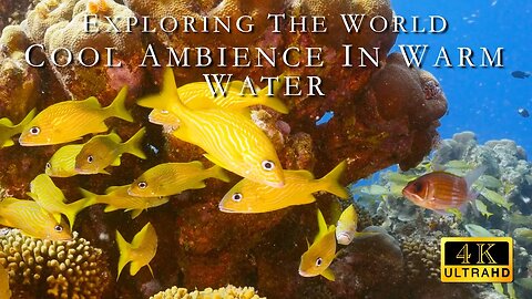Cool Ambience in Warm Water | Relax and Enjoy the Fishes with Background Music | 5.1 surround | 4K