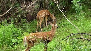 Twin fawns in the bush