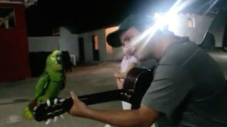 Amazon Parrot Adorably Sings And Whistles Along With Man On Guitar