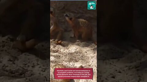 fun meerkats facts - 😹 meerkat facts - #shorts #wildlife #meerkats