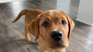 Cute puppy performs several awesome tricks