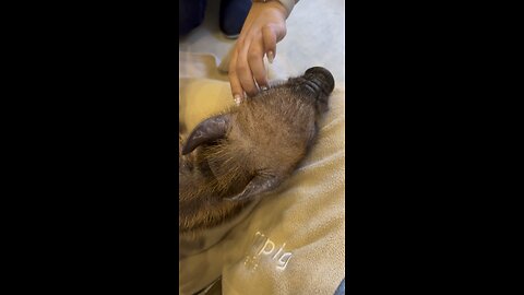 Coffee while Petting Animals