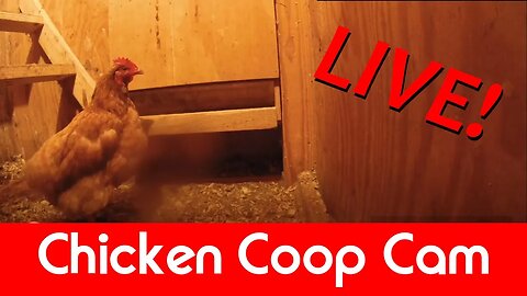 Live Chicken Coop Cam - The Baby Chicks are all grown up now!