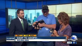 Pet of the day for July 29th