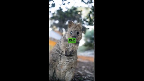 cute Quokka. WORLD'S HAPPIEST ANIMALS