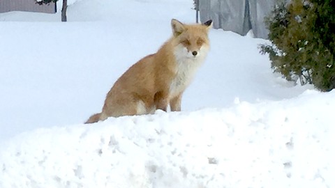 Cute Wild Fox came to say Hello!